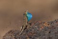 Fan Throated Lizard or Sitana in the Breeding display seen at Satara,Maharashtra,India