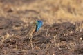 Fan Throated Lizard or Sitana in the Breeding display seen at Satara,Maharashtra,India