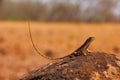 Fan-throated lizard, Sitana laticeps , Kolhapur , INDIA