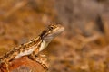 Fan-throated lizard, Sitana laticeps , Kolhapur , INDIA