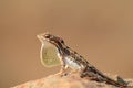 Fan throated lizard, Sitana sp, Satara, Maharashtra, India Royalty Free Stock Photo