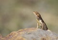 Fan-throated Lizard Sun basking over the Rock