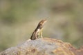 Fan-throated Lizard Sun basking over the Rock