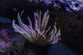 Fan Worms in reef aquarium Royalty Free Stock Photo