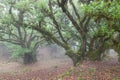 Fanal forest. Bizarre trees, twisted branches, foggy forest. A place with a mysterious atmosphere.