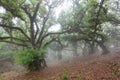 Fanal forest. Bizarre trees, twisted branches, foggy forest. A place with a mysterious atmosphere.