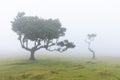 Fanal forest. Bizarre trees, twisted branches, foggy forest. Tourist point Fanal, Madeira island.