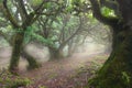 Fanal forest. Bizarre trees, twisted branches, foggy forest.Tourist point Fanal, Madeira island.