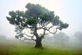 Fanal forest in the fog. Dominant tree, twisted branches, foggy forest. A place with a mysterious atmosphere. Royalty Free Stock Photo