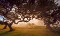 Fanal forest , old mystical trees in Madeira island, Unesco