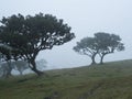 Fanal laurel forest in dense fog. Bizarre shape mossy trees, twisted branches, moss and fern. Mysterious atmosphere