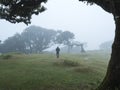 Fanal laurel forest in dense fog with lonely man figure. Bizarre shape mossy trees, twisted branches, moss and fern