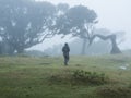 Fanal laurel forest in dense fog with lonely man figure. Bizarre shape mossy trees, twisted branches, moss and fern