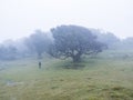 Fanal laurel forest in dense fog with lonely man figure. Bizarre shape mossy trees, twisted branches, moss and fern