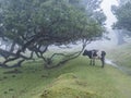 Fanal laurel forest in rain and dense fog with cow and bizarre shape mossy trees, twisted branches, moss and fern