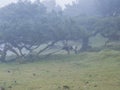 Fanal laurel forest in rain and dense fog with cow and bizarre shape mossy trees, twisted branches, moss and fern