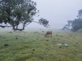 Fanal laurel forest in rain and dense fog with cow and calfs and bizarre shape mossy trees, twisted branches, moss and