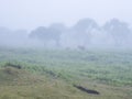 Fanal laurel forest in rain and dense fog with cow calfs and bizarre shape mossy trees, twisted branches, moss and fern