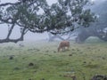 Fanal laurel forest in rain and dense fog with cow and calfs and bizarre shape mossy trees, twisted branches, moss and