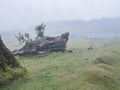 Fanal laurel forest in rain and dense fog with tree trunk, moss, fern, violet flowers and small pond. Mysterious creepy