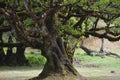 Trees among the mist in Fanal, an area of ancient laurisilva forest in the high plateau of Madeira island