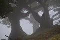 Trees among the mist in Fanal, an area of ancient laurisilva forest in the high plateau of Madeira island
