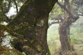 Trees among the mist in Fanal, an area of ancient laurisilva forest in the high plateau of Madeira island