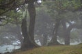 Trees among the mist in Fanal, an area of ancient laurisilva forest in the high plateau of Madeira island