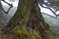 Trees among the mist in Fanal, an area of ancient laurisilva forest in the high plateau of Madeira island