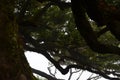 Trees among the mist in Fanal, an area of ancient laurisilva forest in the high plateau of Madeira island