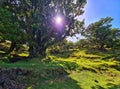 Fanal - Madeira - Portugal Royalty Free Stock Photo