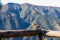 Fanal - Madeiran chaffinch bird sitting on wooden railing with panoramic view of lush fresh green mountains and hills near Fanal,