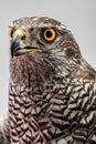 Fanciers hawk. Royalty Free Stock Photo