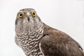 Fanciers hawk. Royalty Free Stock Photo