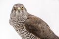 Fanciers hawk. Royalty Free Stock Photo