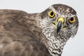 Fanciers hawk. Royalty Free Stock Photo