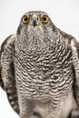 Fanciers hawk. Royalty Free Stock Photo
