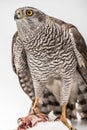 Fanciers hawk. Royalty Free Stock Photo