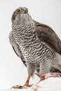 Fanciers hawk. Royalty Free Stock Photo