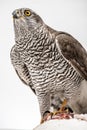 Fanciers hawk. Royalty Free Stock Photo