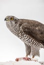Fanciers hawk. Royalty Free Stock Photo