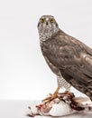 Fanciers hawk. Royalty Free Stock Photo