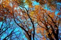 Curved branches of beech trees with autumn colored leaves in Canfaito forest