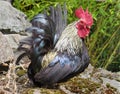 Fancy Bantam rooster