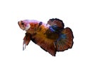 Betta fighting fish isolated in white background Royalty Free Stock Photo