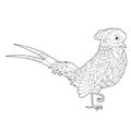 Fancy bird pheasant. Black and white picture. Contour linear illustration for coloring book with paradise birds. Line art design Royalty Free Stock Photo