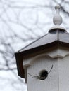 Fancy Birdhouse Detail with some twigs sticking out of the hole