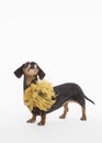 Fancy black dachshund with gold feathery collar looking up at negative space