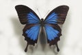 Fancy blue butterfly