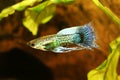 Fancy Blue Guppy fish aquarium fish Male Poecilia reticulata colorful freshwater fish